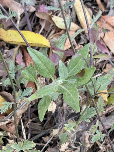 Verbena menthifolia, photograph 3
