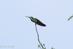 Anthracothorax veraguensis