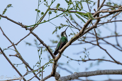 Anthracothorax veraguensis