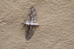 Eupithecia longidens