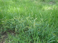 Echinochloa crus-pavonis