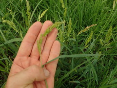 Echinochloa crus-pavonis
