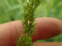 Echinochloa crus-pavonis