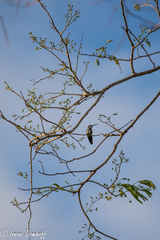 Anthracothorax veraguensis