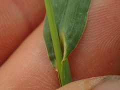 Echinochloa crus-pavonis