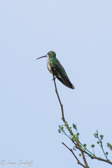 Anthracothorax veraguensis