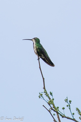 Anthracothorax veraguensis