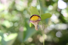 Aristolochia triangularis