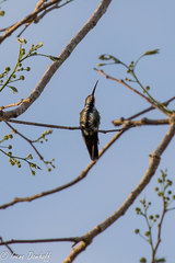 Anthracothorax veraguensis