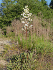 Yucca filamentosa image