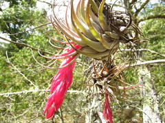 Tillandsia macdougallii
