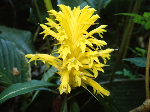 Aphelandra chamissoniana (Aphelandra chamissoniana)