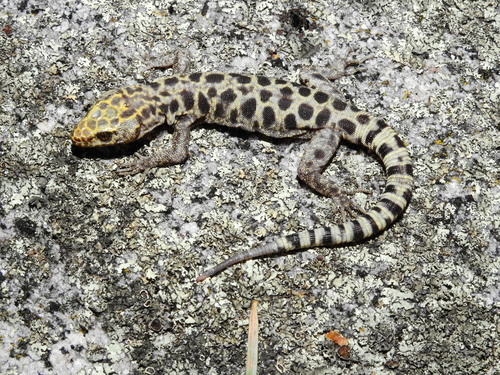 Granite Night Lizard