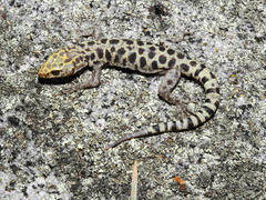 Granite Night Lizard photo 2