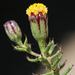 Bajacalia tridentata - Photo (c) jrebman, algunos derechos reservados (CC BY-NC), subido por jrebman