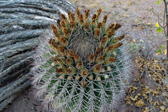 Ferocactus emoryi emoryi