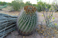 Ferocactus emoryi emoryi