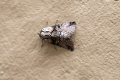 Abrostola microvalis