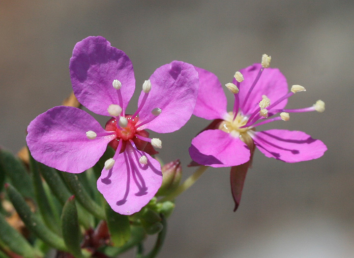 Gongylocarpus