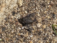 Conophorus fenestratus