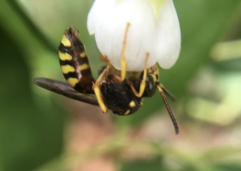 Nomada rodecki