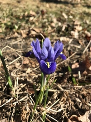 Iris reticulata
