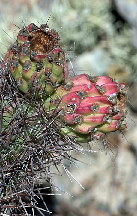 Cylindropuntia santamaria