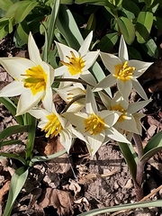 Tulipa bifloriformis