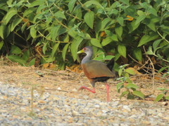 Aramides cajaneus