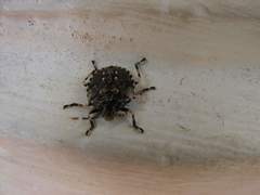 Discocephalinae