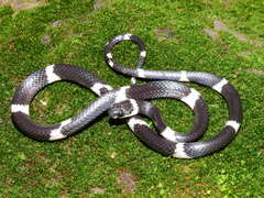 Tropidodipsas philippii