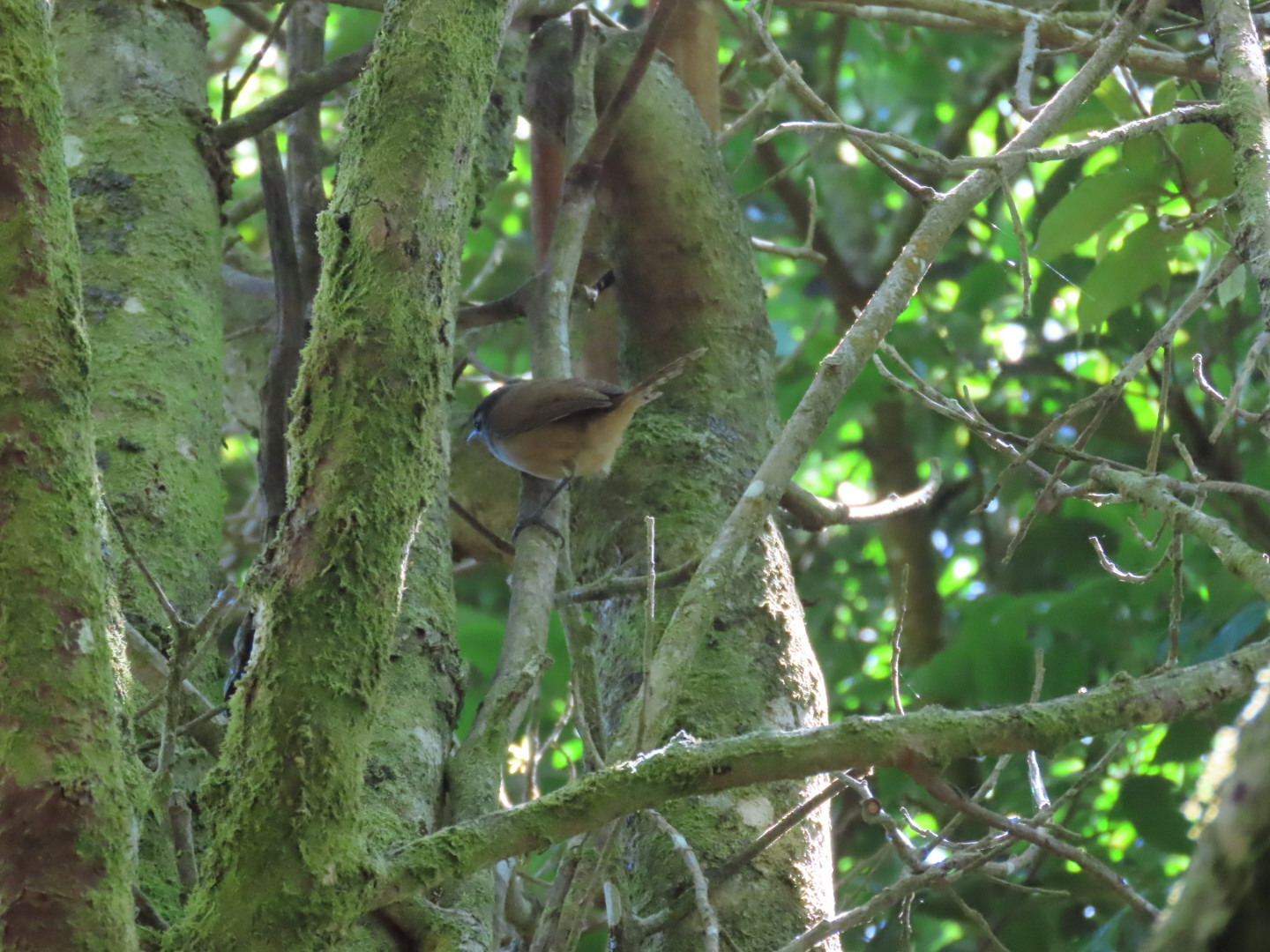 Cabanis's Wren (Cantorchilus modestus), photo 4