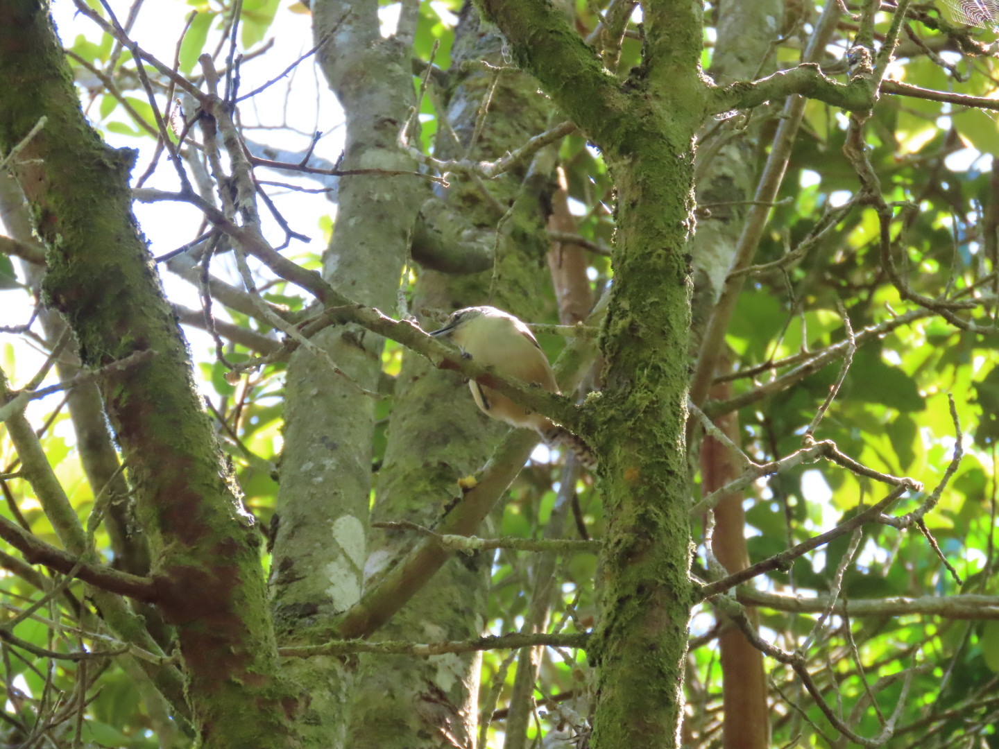 Cabanis's Wren (Cantorchilus modestus), photo 5