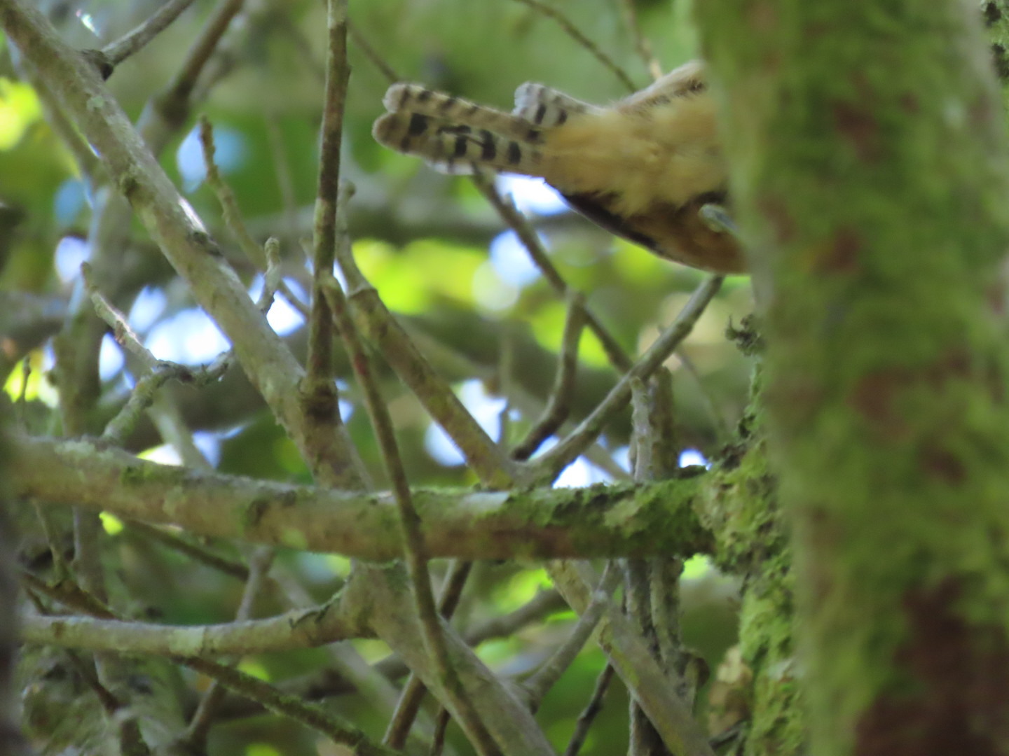Cabanis's Wren (Cantorchilus modestus), photo 6