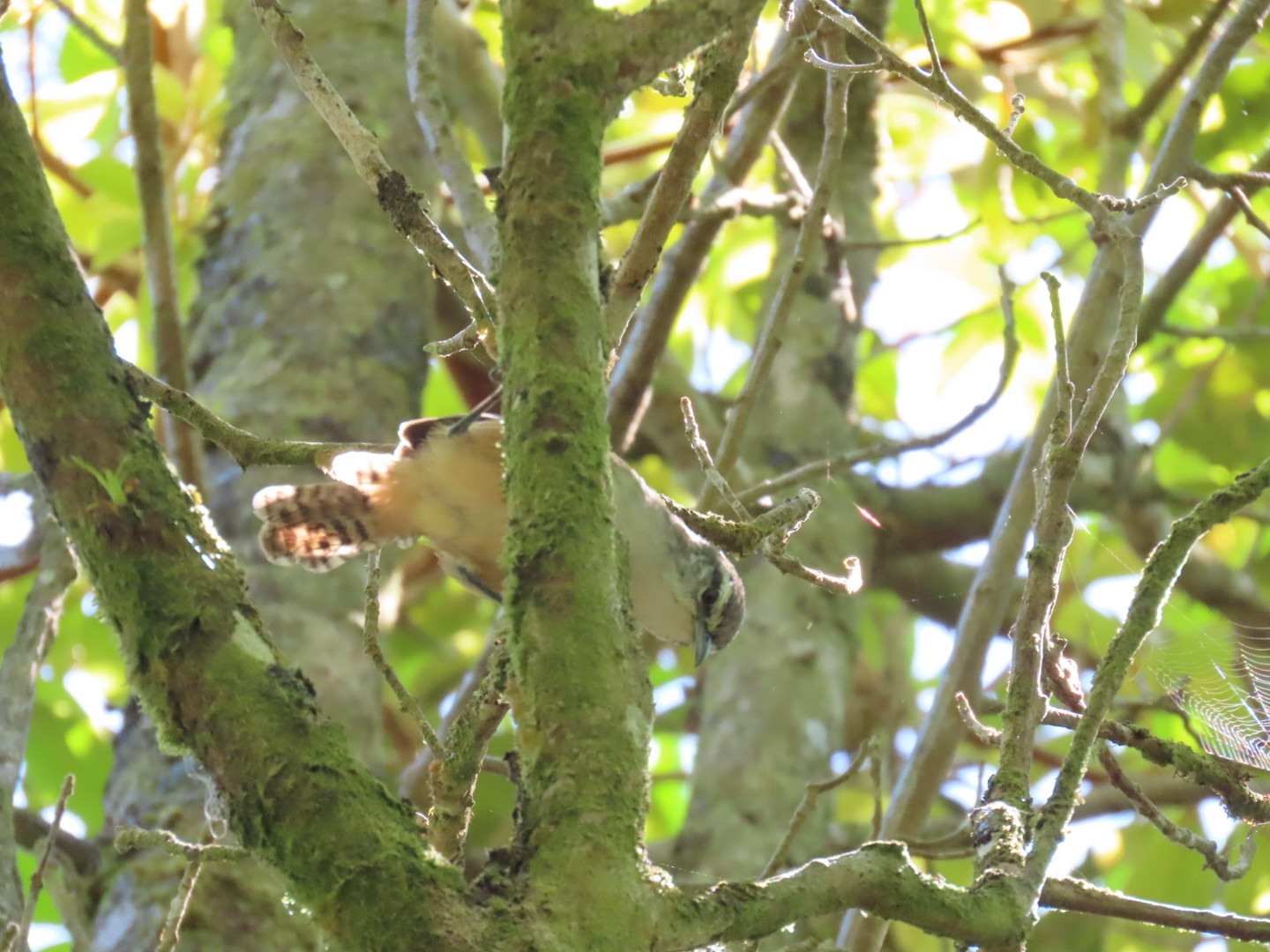 Cabanis's Wren (Cantorchilus modestus), photo 7