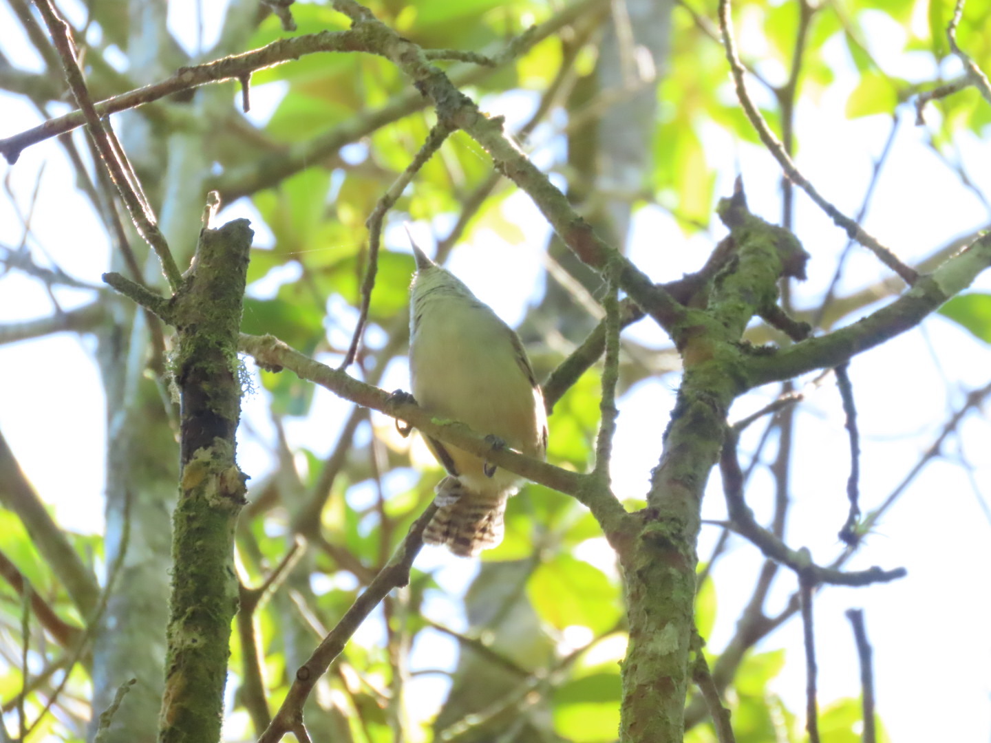 Cabanis's Wren (Cantorchilus modestus), photo 8
