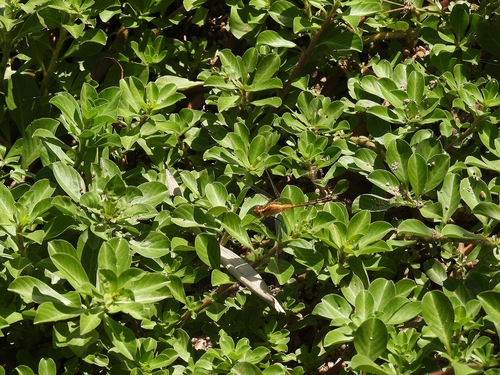 Erythrodiplax nigricans