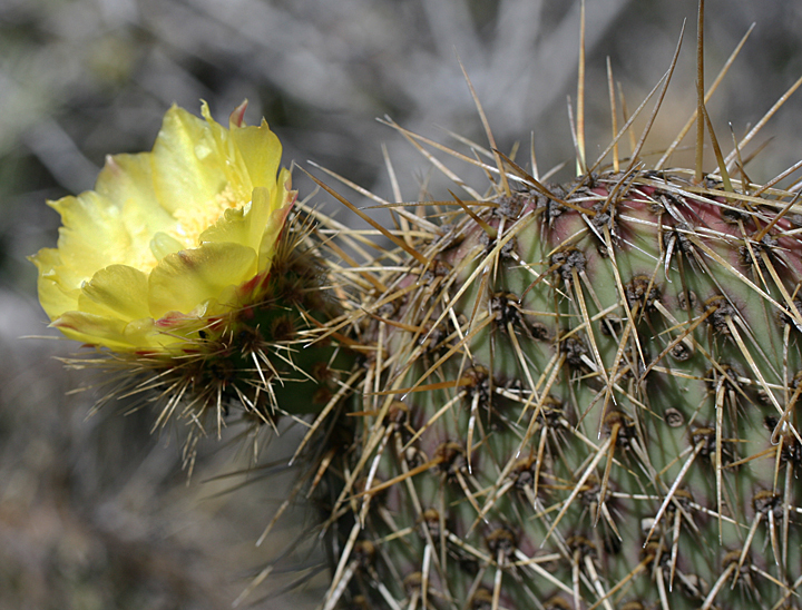 Opuntia pycnantha · iNaturalist