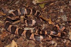 Leptodeira frenata