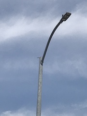 Baeolophus atricristatus