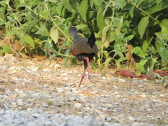 Aramides cajaneus