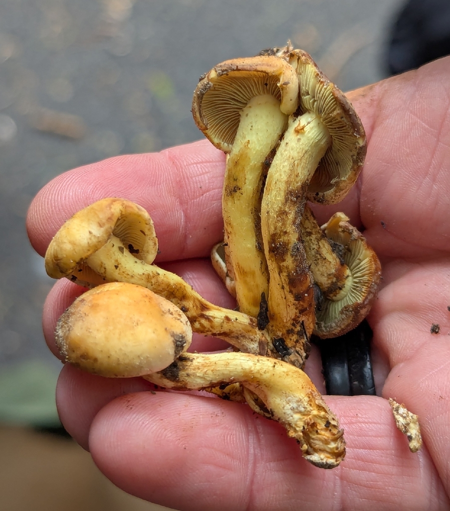 Hypholoma fasciculare · April 2026 · photo: © zihaowang (iNaturalist, cc-by)