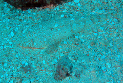 Thysanophrys chiltonae