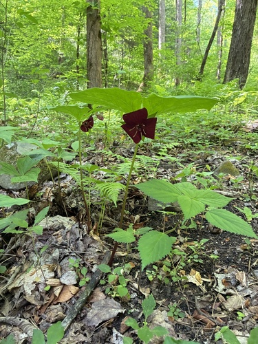 Trillium vaseyi, photograph 5