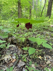 Trillium vaseyi, photograph (c) Anne H. Proffitt, some rights reserved (CC BY)