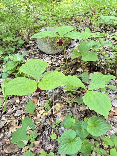 Trillium vaseyi, photograph 6