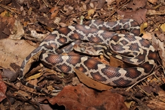 Pseudelaphe phaescens