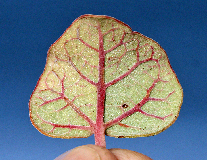 Jatropha canescens