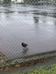 Corvus brachyrhynchos caurinus