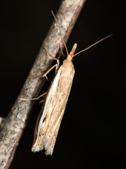 Orocrambus flexuosellus